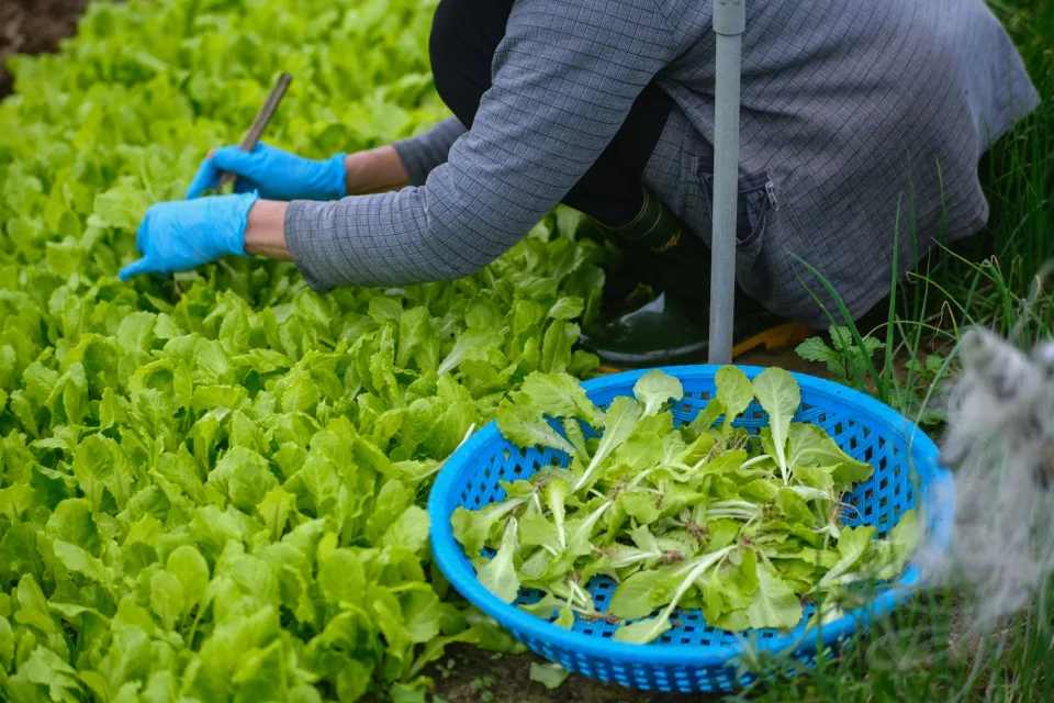 Luống rau mới xuống giống